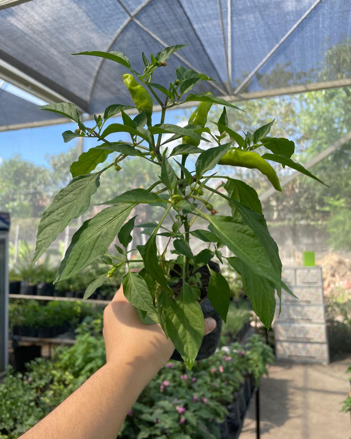 Hot Pepper