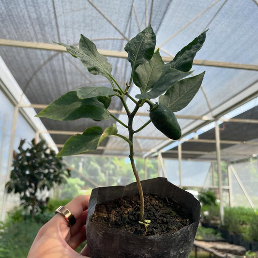 Jalapeno