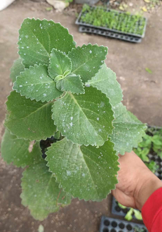 Local Oregano