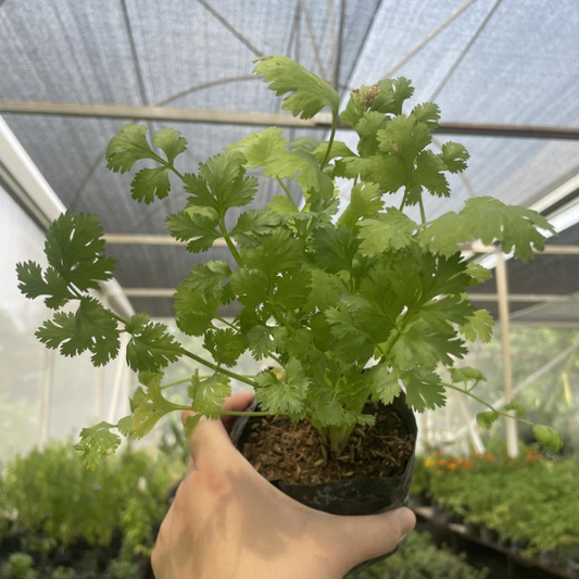 Cilantro