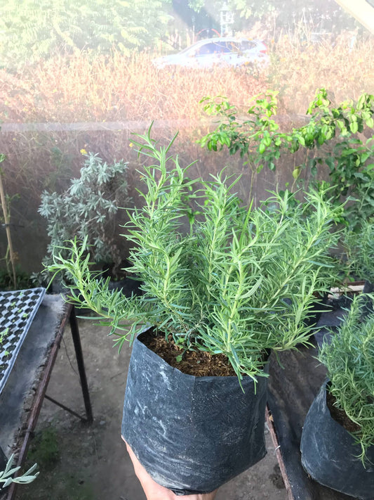 Rosemary (Large)
