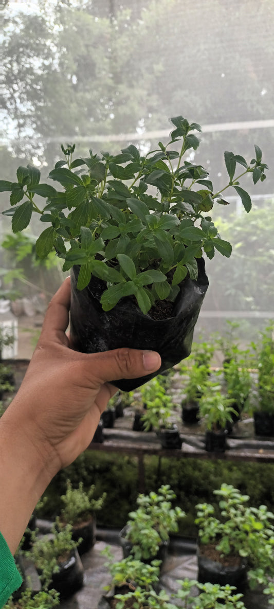 Stevia